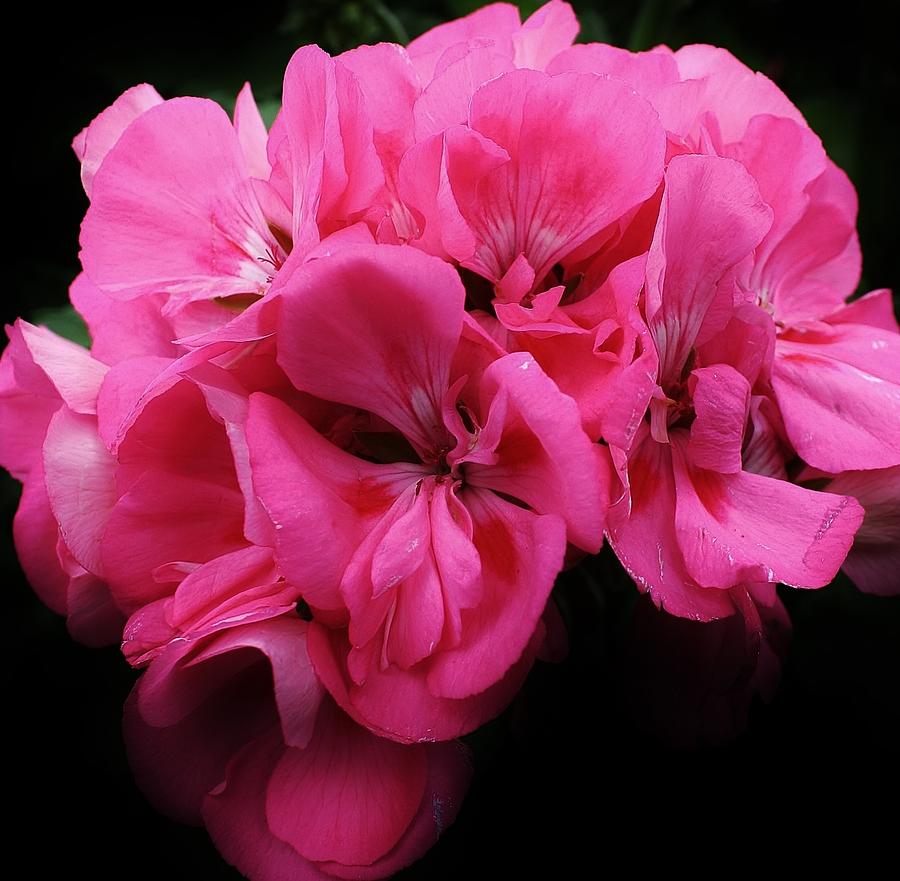 Nature Photograph - Pink Geranium #1 by Bruce Bley