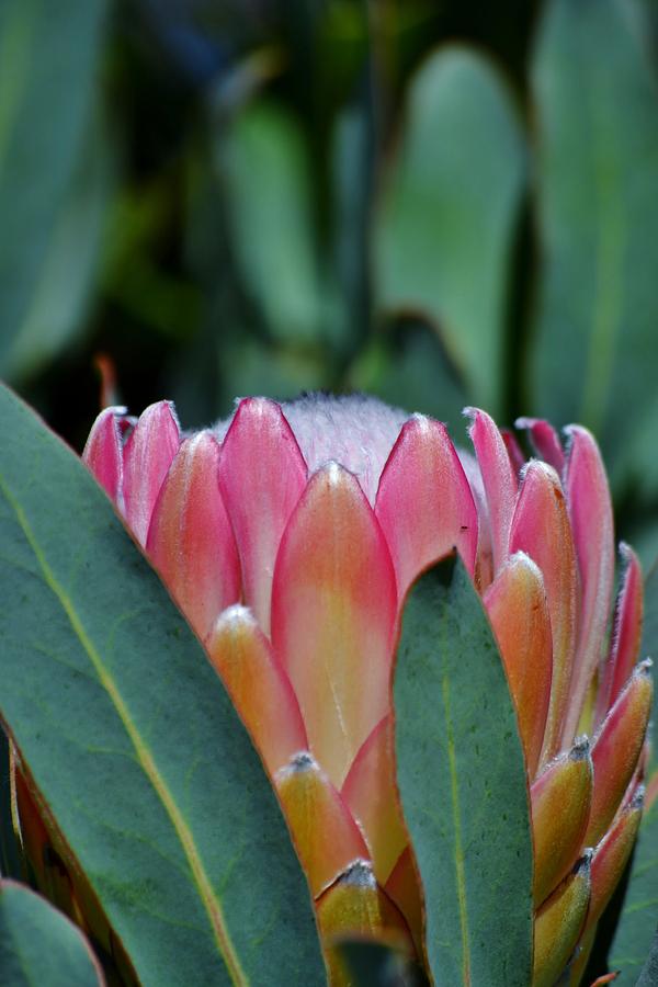 Pink Ice Protea Photograph by Werner Lehmann - Fine Art America