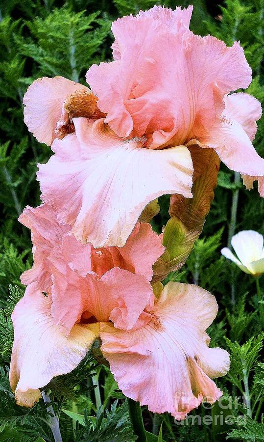 Iris Photograph - Pink Iris #2 by Claudette Bujold-Poirier