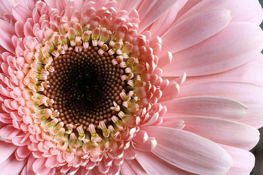 Flower Photograph - Pink #2 by JC Findley
