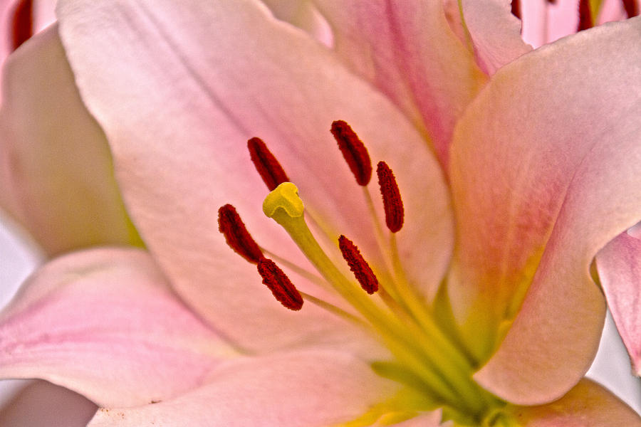 Pink Lily Floral art #2 Photograph by David French