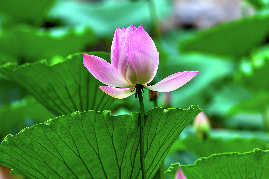 Pink Lotus Blooming Lily Pads Closeup Photograph by William Perry