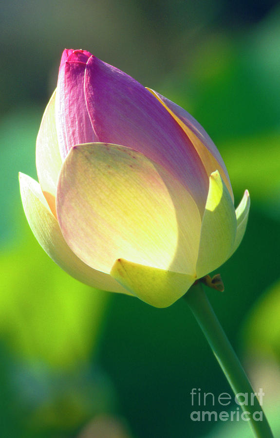 Pink Lotus bud #1 Photograph by Heiko Koehrer-Wagner
