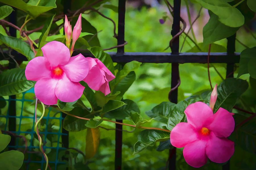 Pink Mandevilla Flower Vine Photograph By Rich Franco