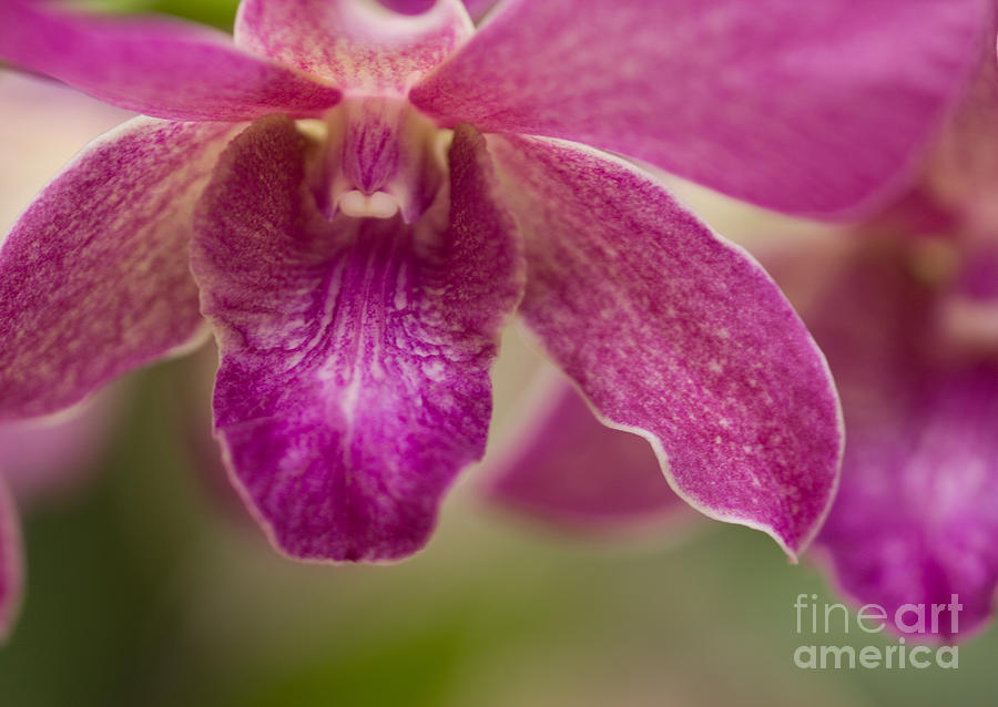 Pink Orchids 1 Photograph by Chris Scroggins
