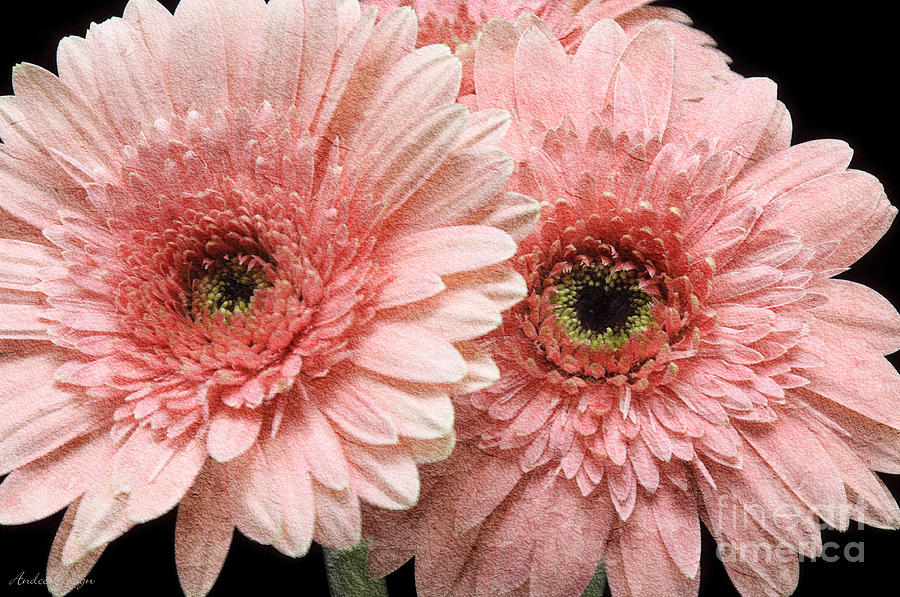 2 Pink Painterly Gerber Daisies Photograph by Andee Design