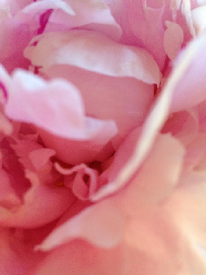 Pink Peonies Photograph - Pink Peonies #2 by Michele Lewis