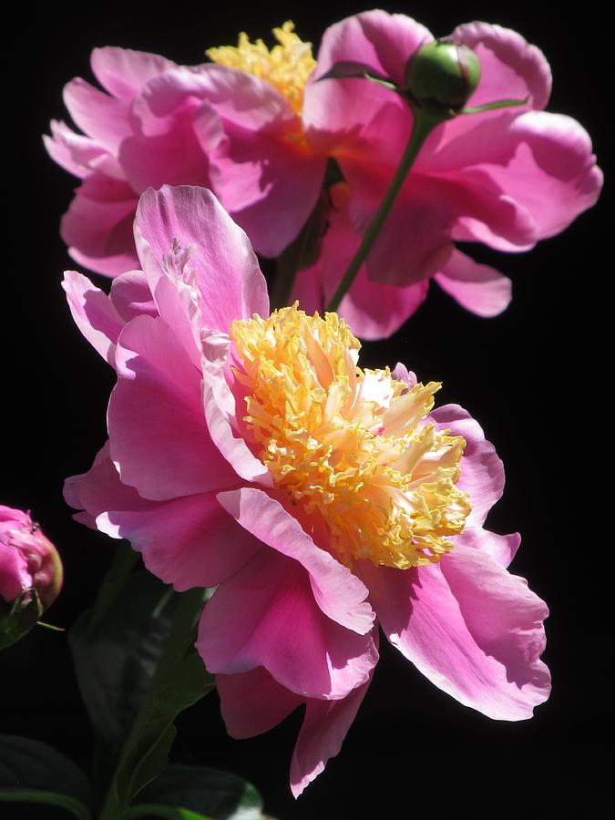 Pink Flower Photograph - Pink Peony #2 by Alfred Ng