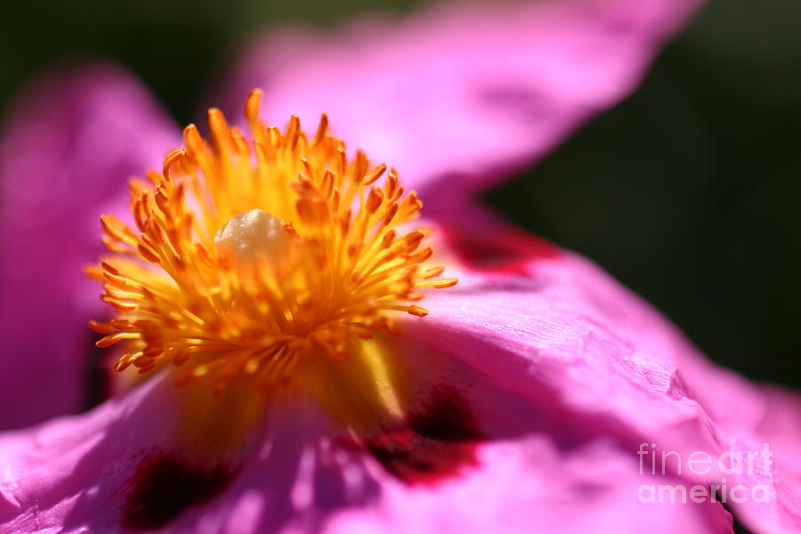 Pink Rockrose #2 Photograph by Henrik Lehnerer