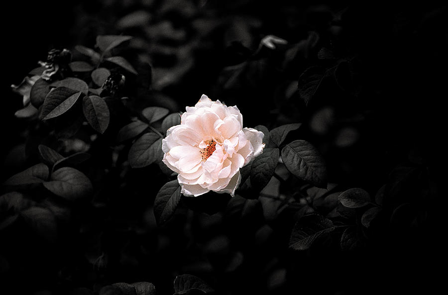 Pink Rose #2 Photograph by Jeremy Herman