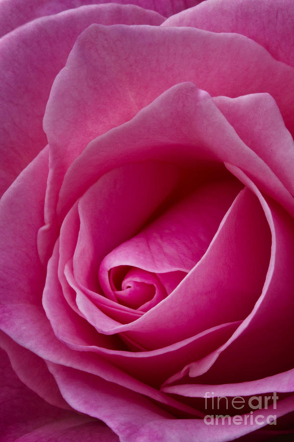Pink Rose Petals #2 Photograph by Carrie Cranwill