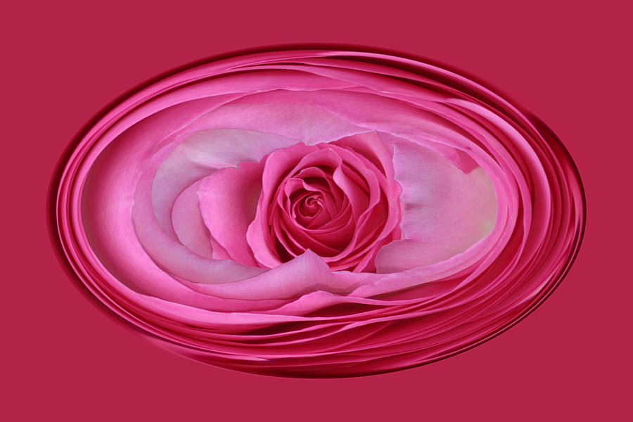 Pink Rose Series 115 #2 Photograph by Jim Baker