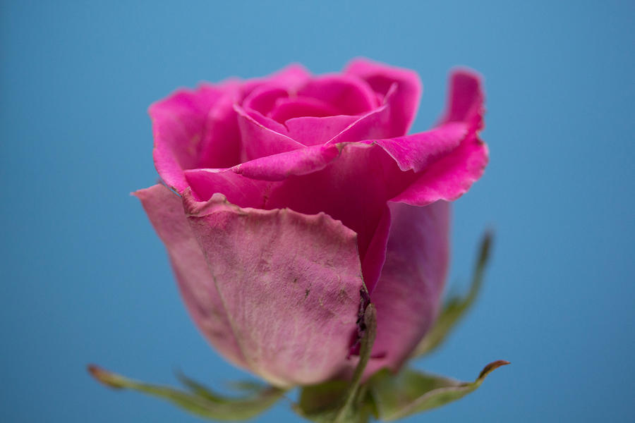 Pink rose #2 Photograph by Susan Jensen