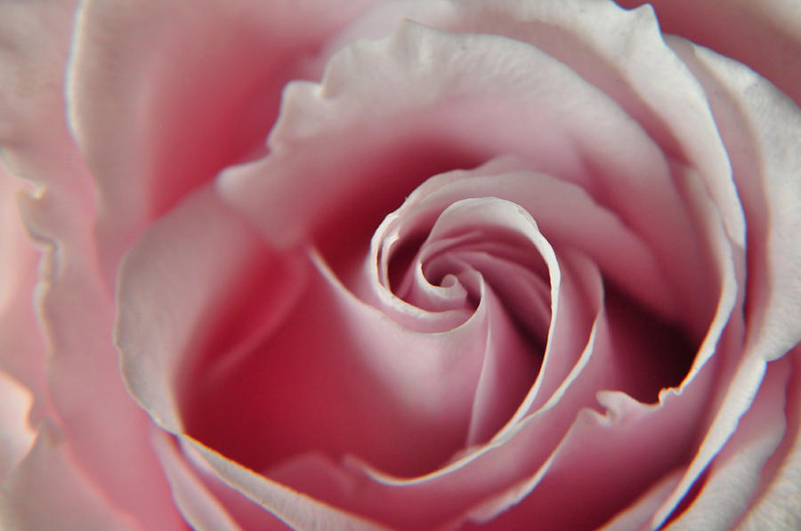 Pink Rose #2 Photograph by Teresa Blanton