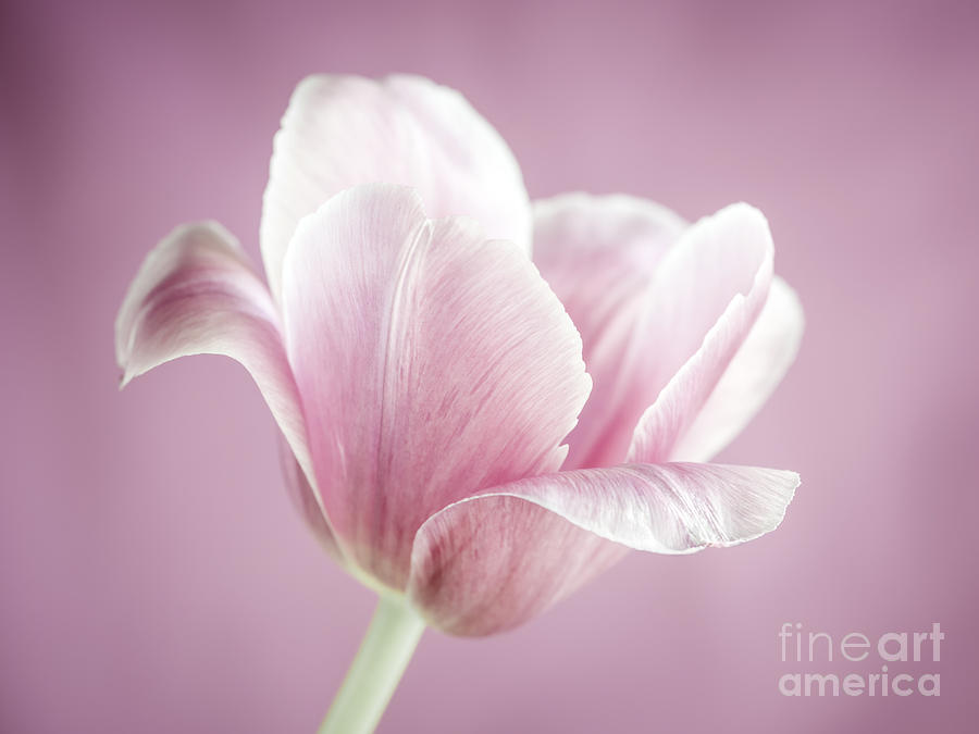 Tulip Photograph - Pink tulip 2 by Elena Elisseeva