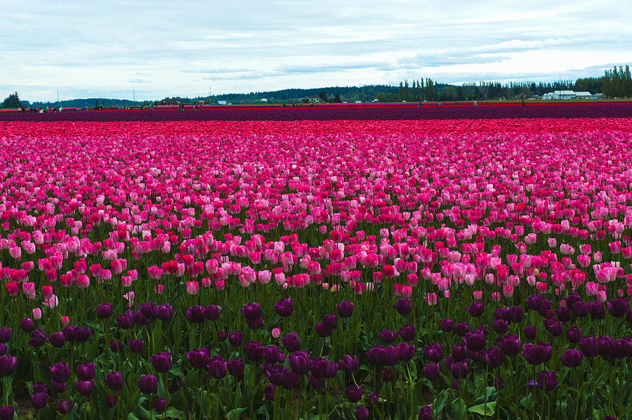 Pink Tulip Field #1 Photograph by Hisao Mogi