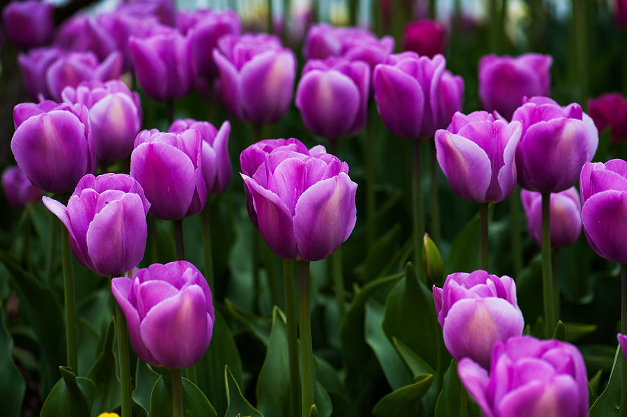 Pink Tulip #1 Photograph by Hisao Mogi