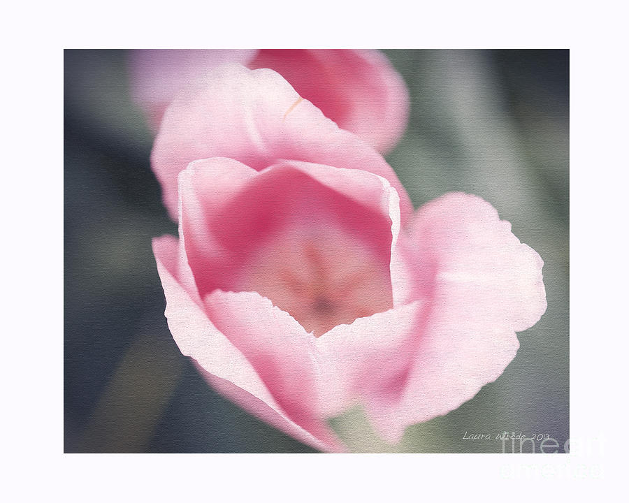 Pink Tulip  #2 Photograph by Artist and Photographer Laura Wrede