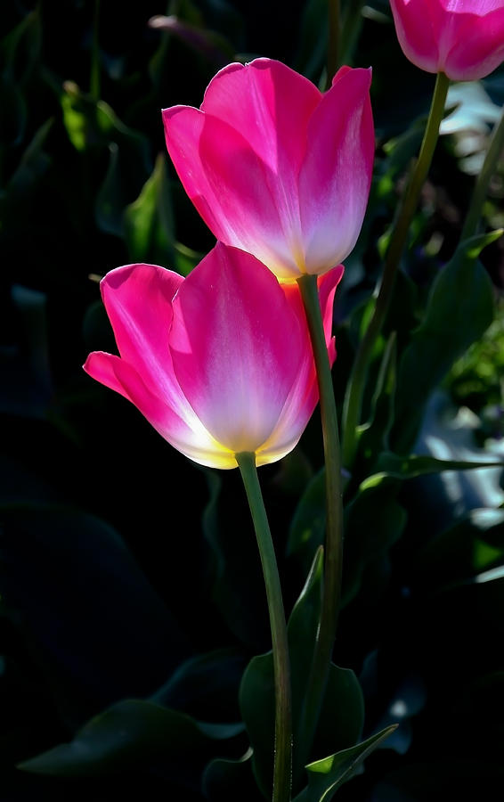Pink Tulips Photograph by Athena Mckinzie