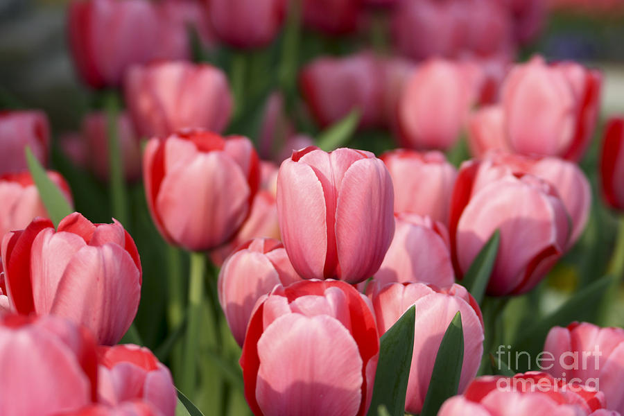 Pink Tulips #2 Photograph by Brian Jannsen