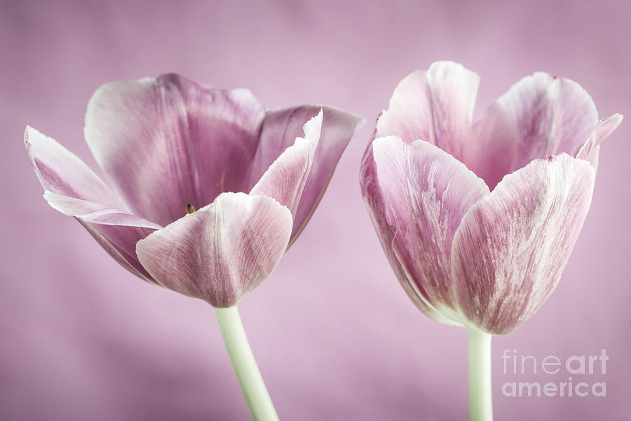 Pink tulips 2 Photograph by Elena Elisseeva