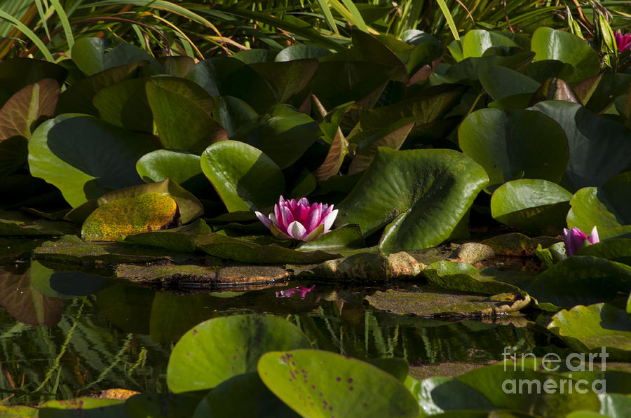 Pink Water Lily Photograph