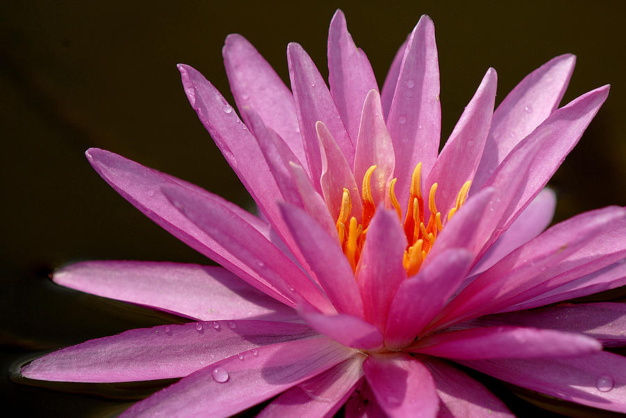 Pink Water Lily #2 Photograph by Pat Exum