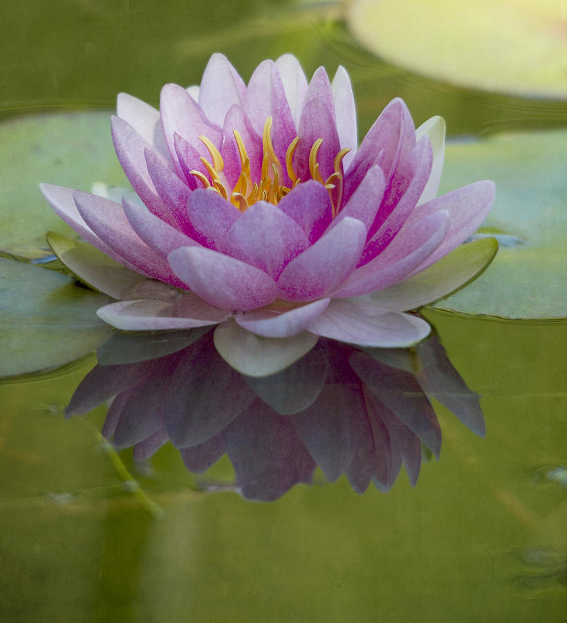 Pink Water Lily #2 Photograph by Rebecca Cozart