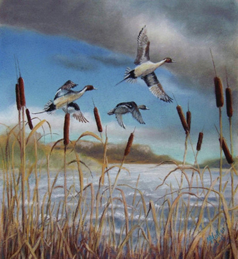 Pintails and Cat Tails Pastel by Marcus Moller - Fine Art America