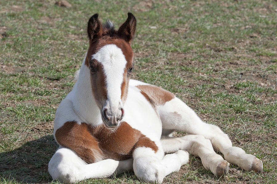 Horse Photograph - Pinto Oldenburg Warmblood Foal #2 by Piperanne Worcester