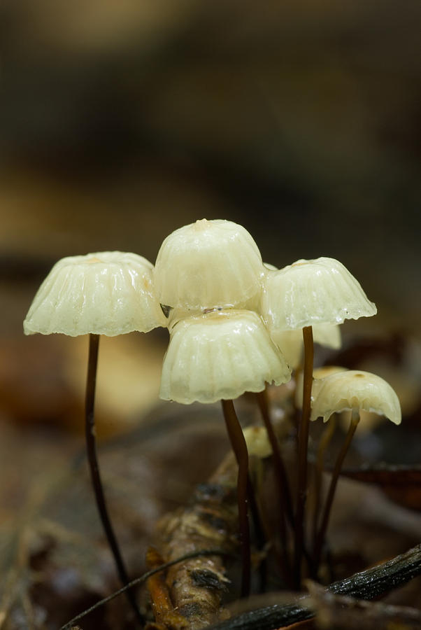 Pinwheel Mushrooms #2 Photograph by Paul Whitten