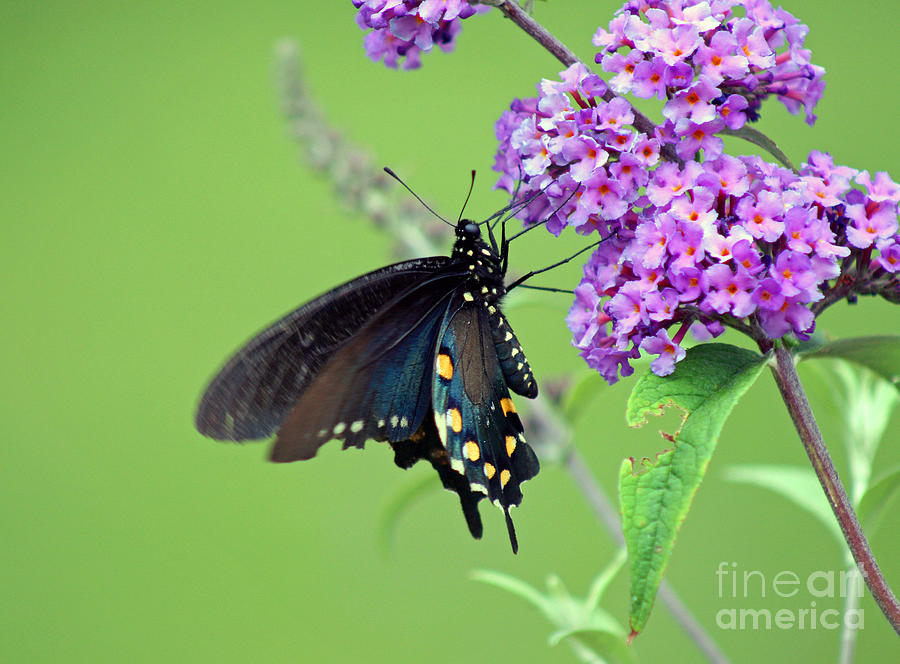 Pipevine Swallowtail Butterfly #4 Photograph by Karen Adams