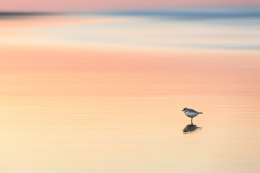Sunset Photograph - Piping Plover #1 by Bill Wakeley