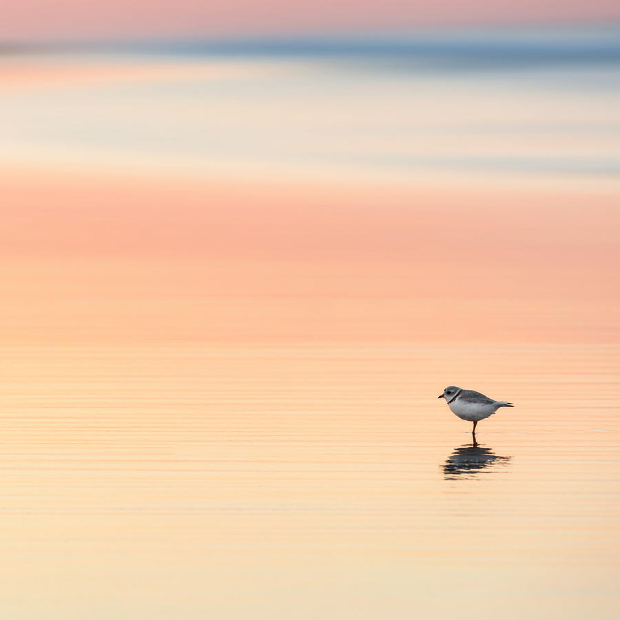 Piping Plover Square #2 Photograph by Bill Wakeley