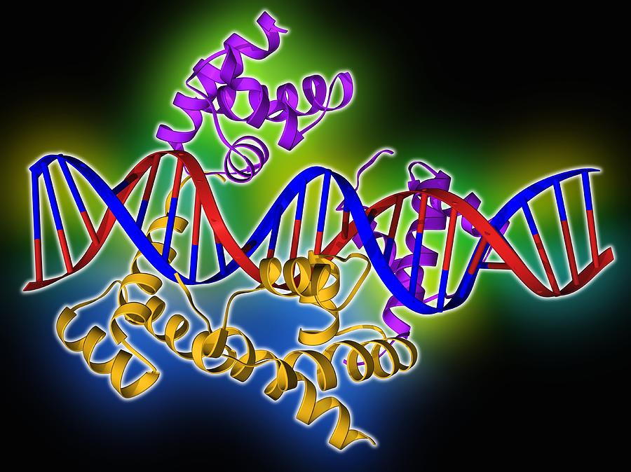 Pit-1 transcription factor bound to DNA Photograph by Science Photo ...