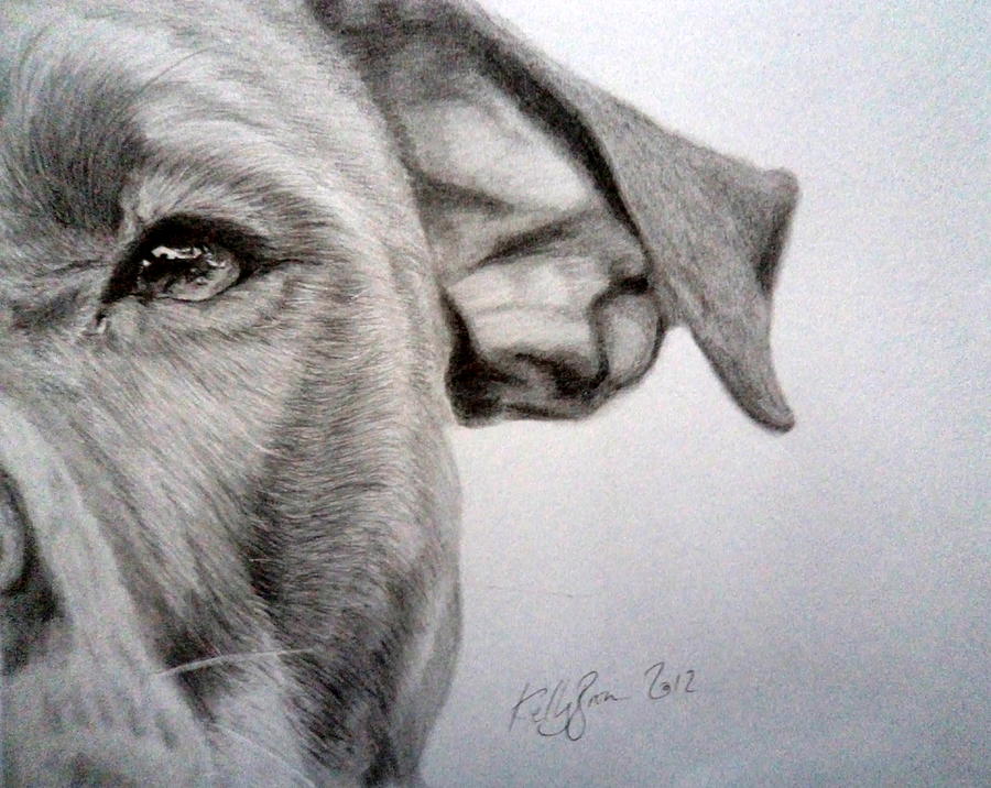 Pitbull Drawing - Pit-bull #2 by Kelly Brown