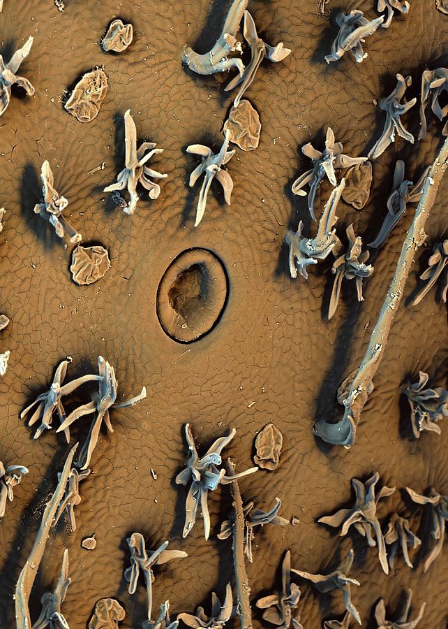 Pitcher Plant Trap Trichomes #2 Photograph by Stefan Diller