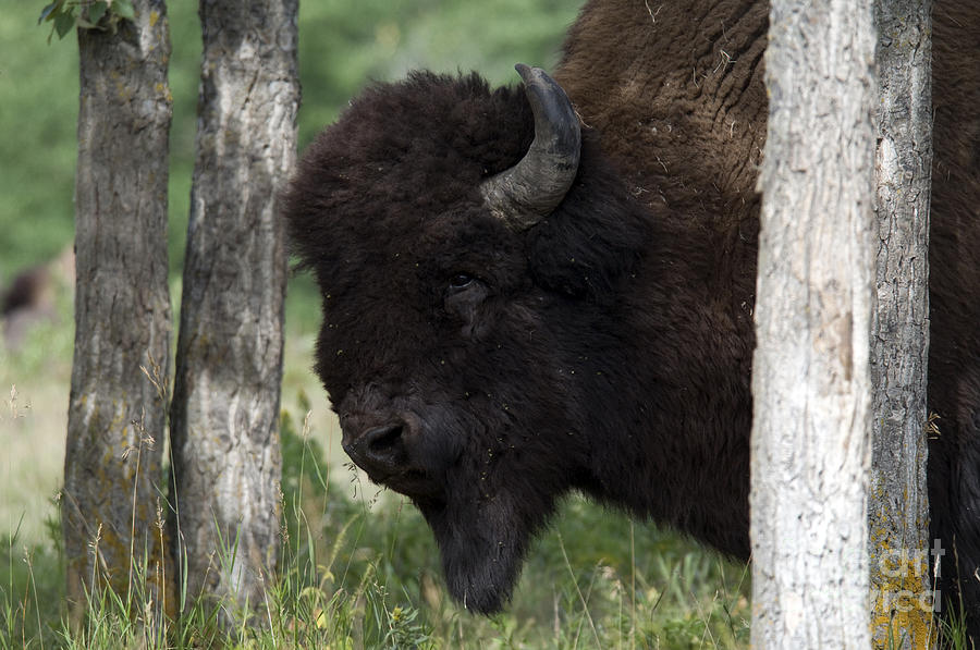 Plains Bison #2 Photograph by Mark Newman