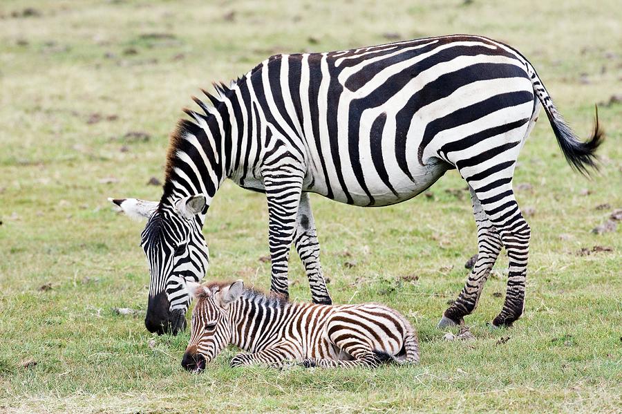 Plains Zebras #2 Photograph by John Devries/science Photo Library