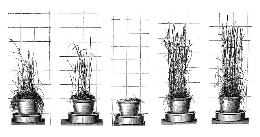 electricity plant growth experiment