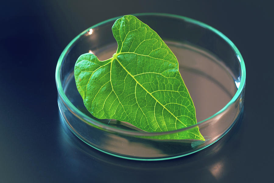 Nature Photograph - Plant Leaf In A Petri Dish #2 by Wladimir Bulgar/science Photo Library