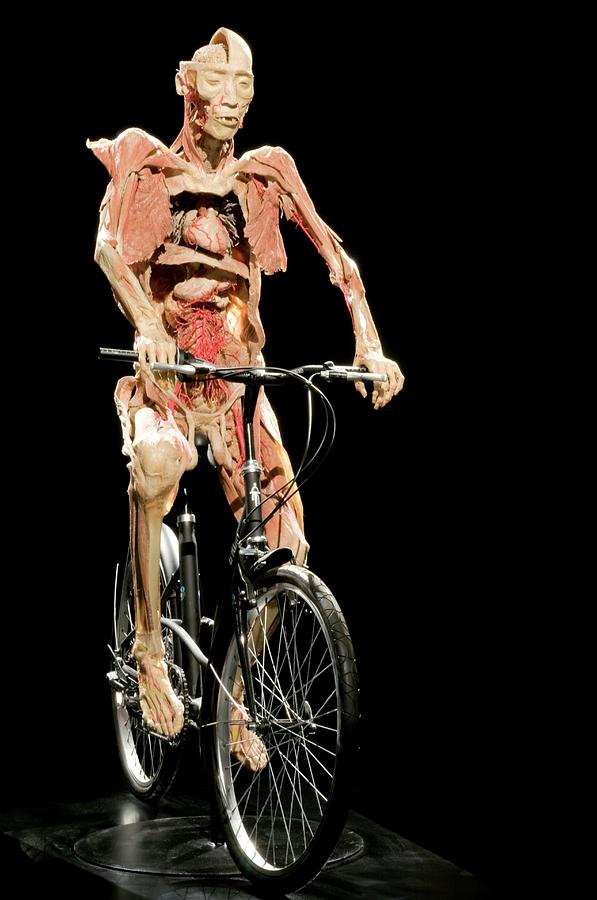 Plastinated Body Exhibit #2 Photograph by Thierry Berrod, Mona Lisa Production/ Science Photo Library