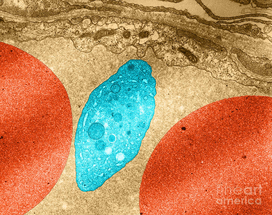 Platelet And Red Blood Cells, Tem #2 Photograph by David M. Phillips