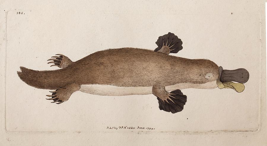 Nature Photograph - Platypus Anatomy (shaw) #2 by Paul D Stewart