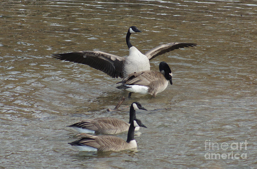 Geese Photograph - Play time #2 by Lori Tordsen