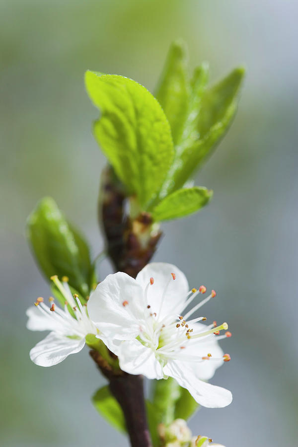 Nature Photograph - Plum Blossom (prunus Sp) #2 by Gustoimages/science Photo Library