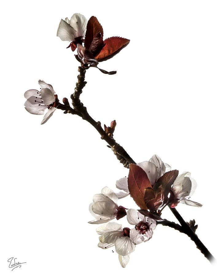 Plum Flowers Photograph by Endre Balogh