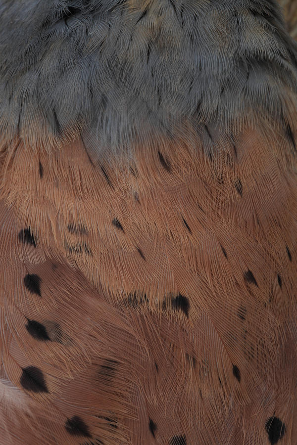 Plumage of a Common Kestrel #2 Photograph by Ulrich Kunst And Bettina Scheidulin