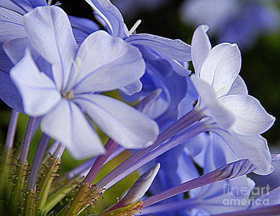 Plumbago Summer Solstice In New Orleans Louisiana #3 Photograph by Michael Hoard