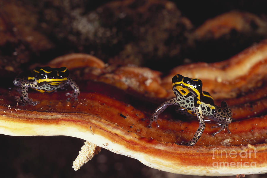 Poison Arrow Frog 2 Photograph By Art Wolfe Fine Art America   2 Poison Arrow Frog Art Wolfe 